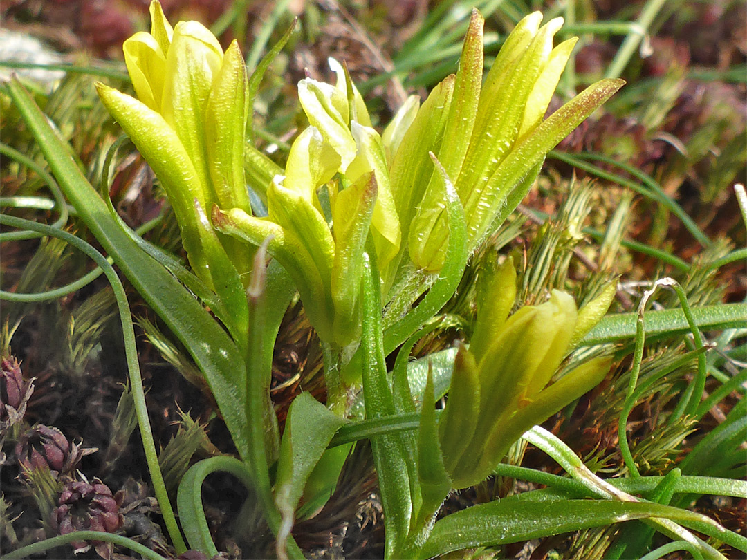 Group of flowers