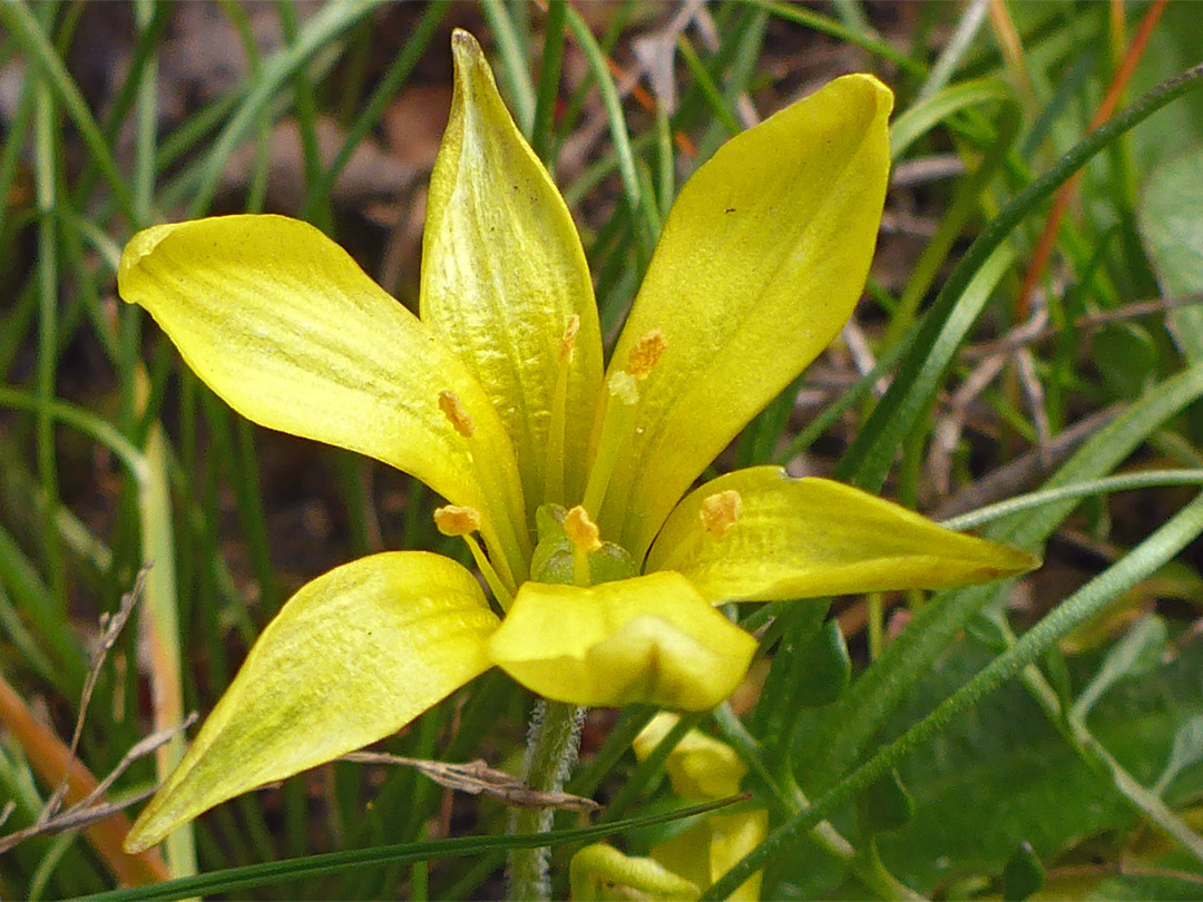 Low-growing stem