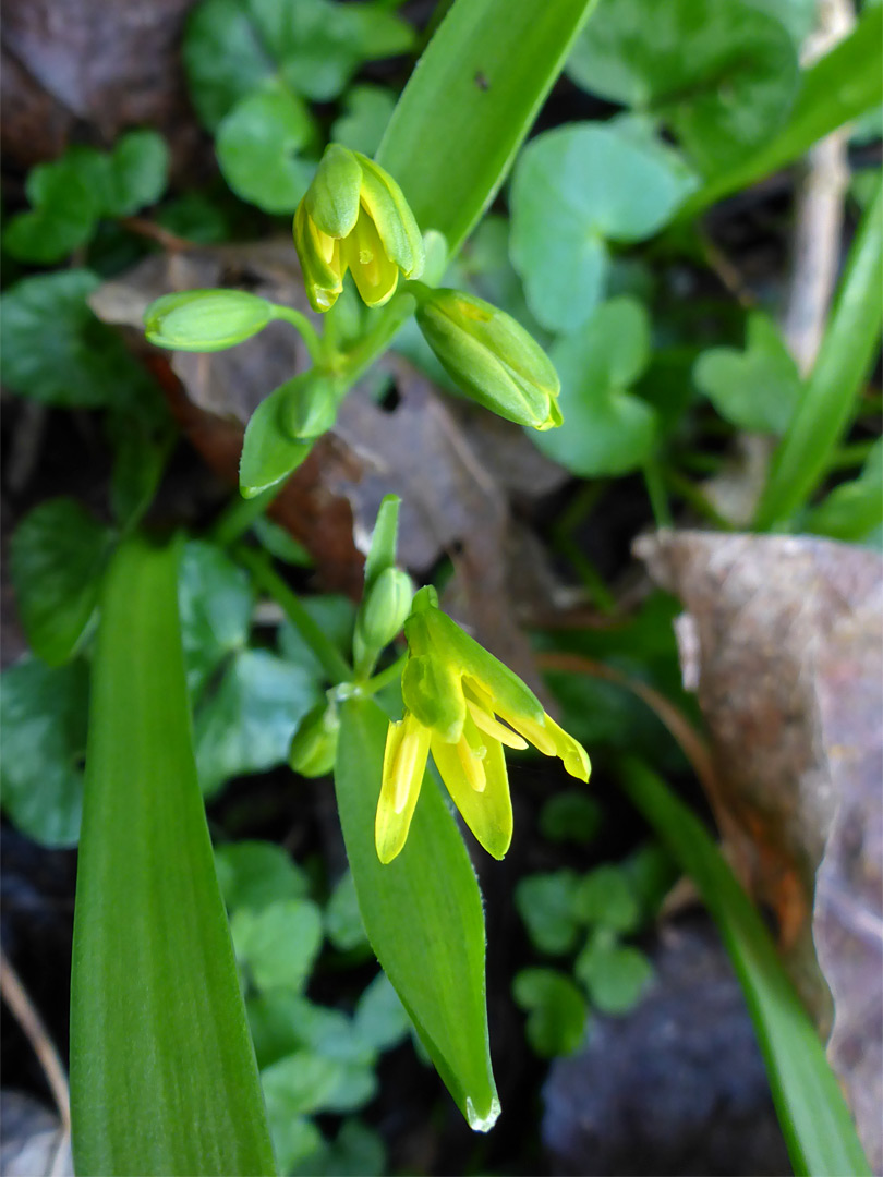 Two flowering stems