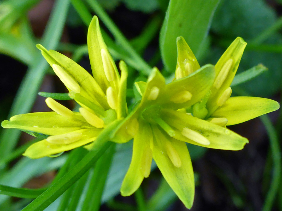 Flower cluster