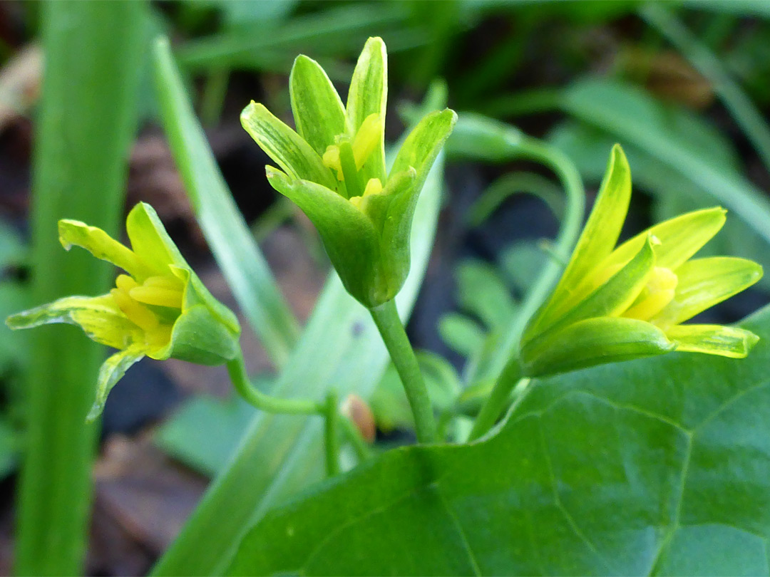 Developing flowers