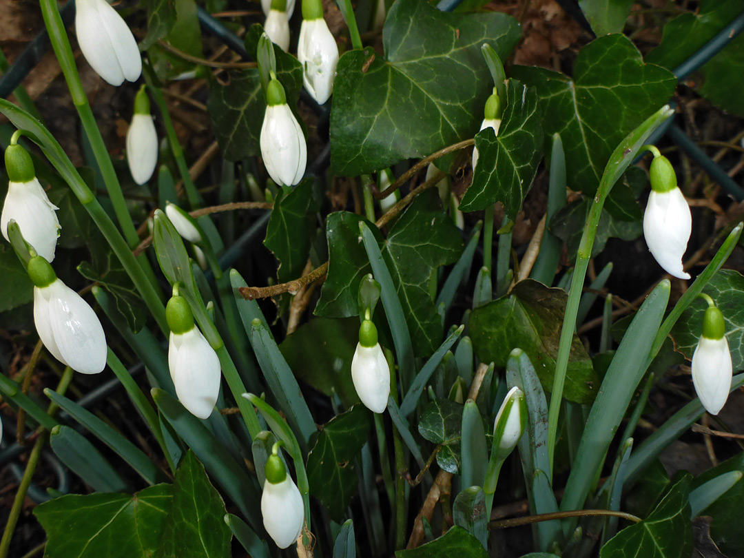 Snowdrops