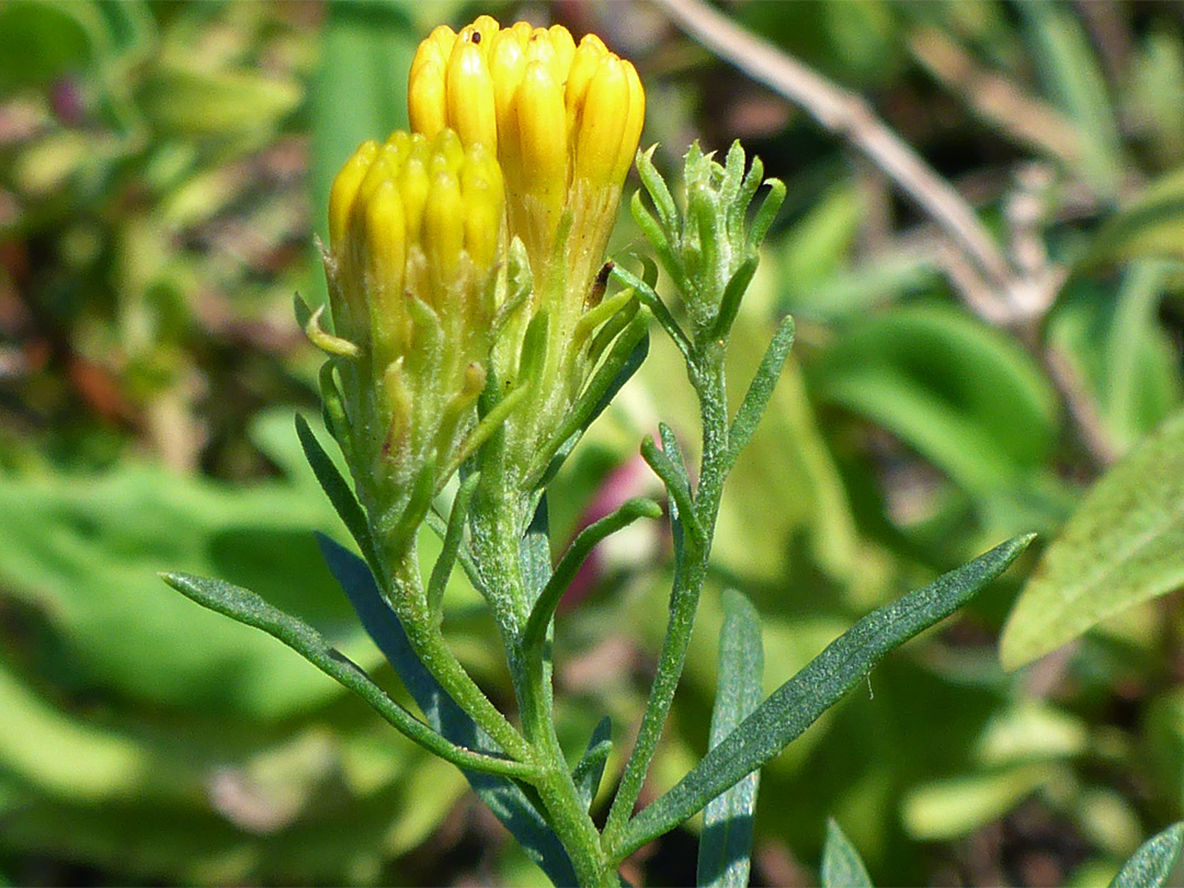 Developing flowerheads