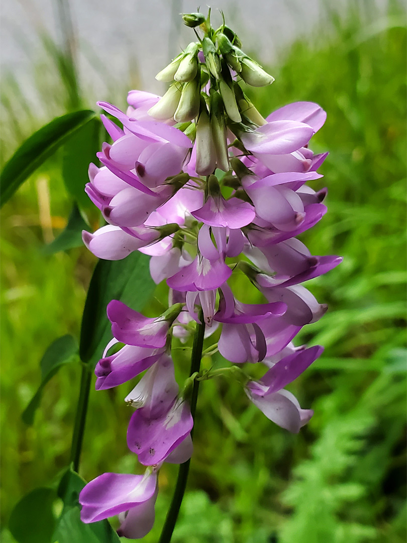 Pendent flowers