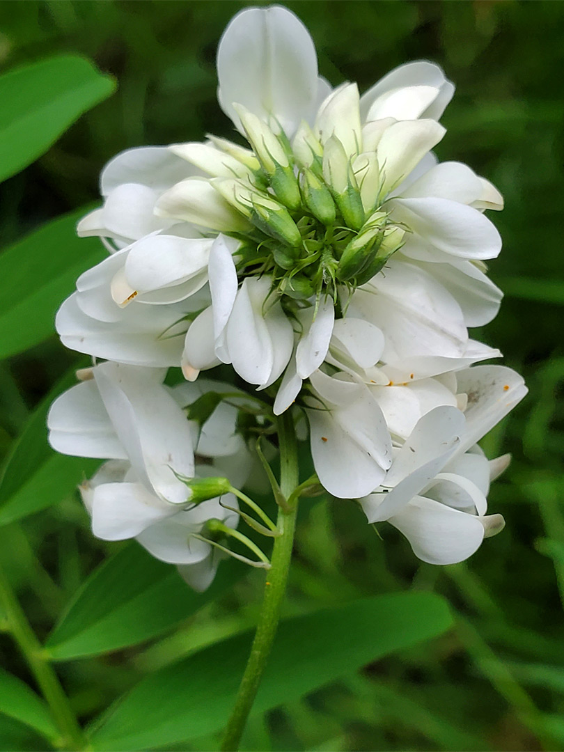 White flowers