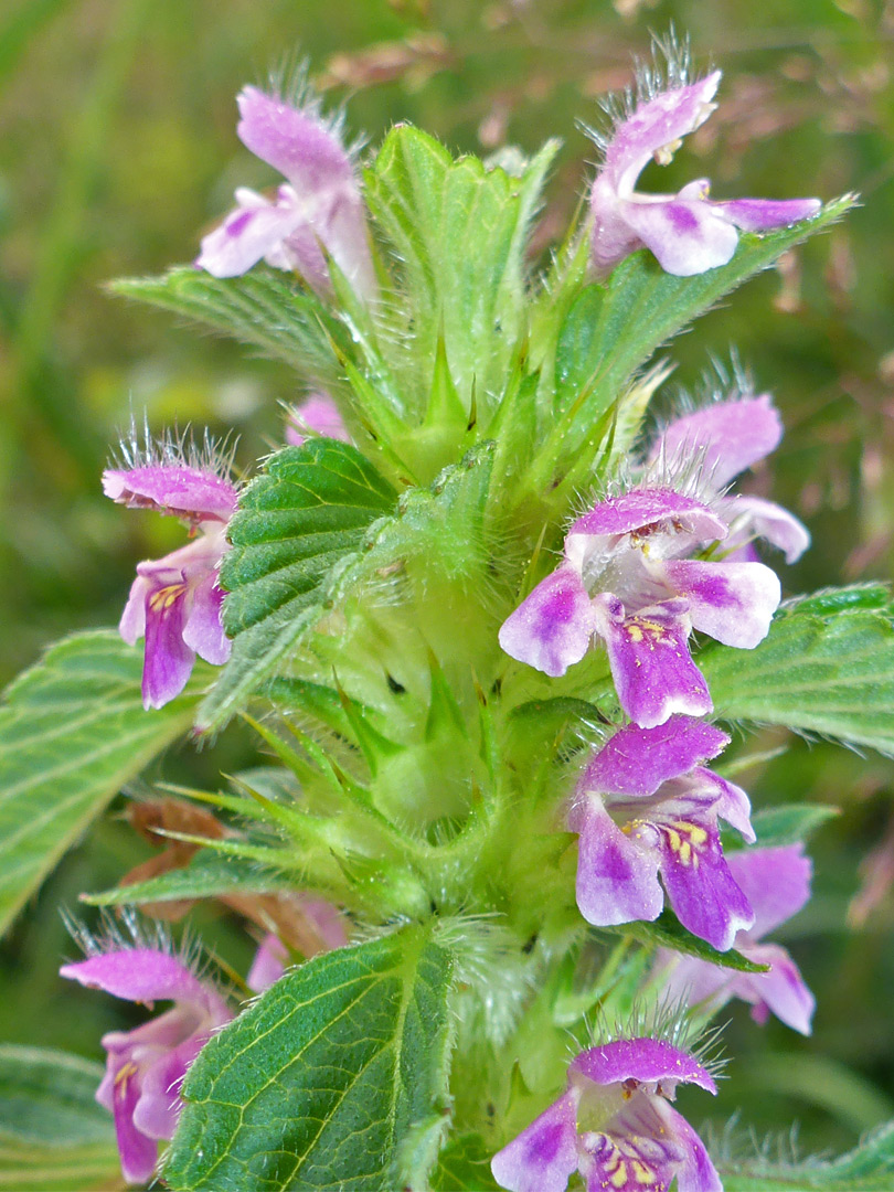 Pink-purple flowers