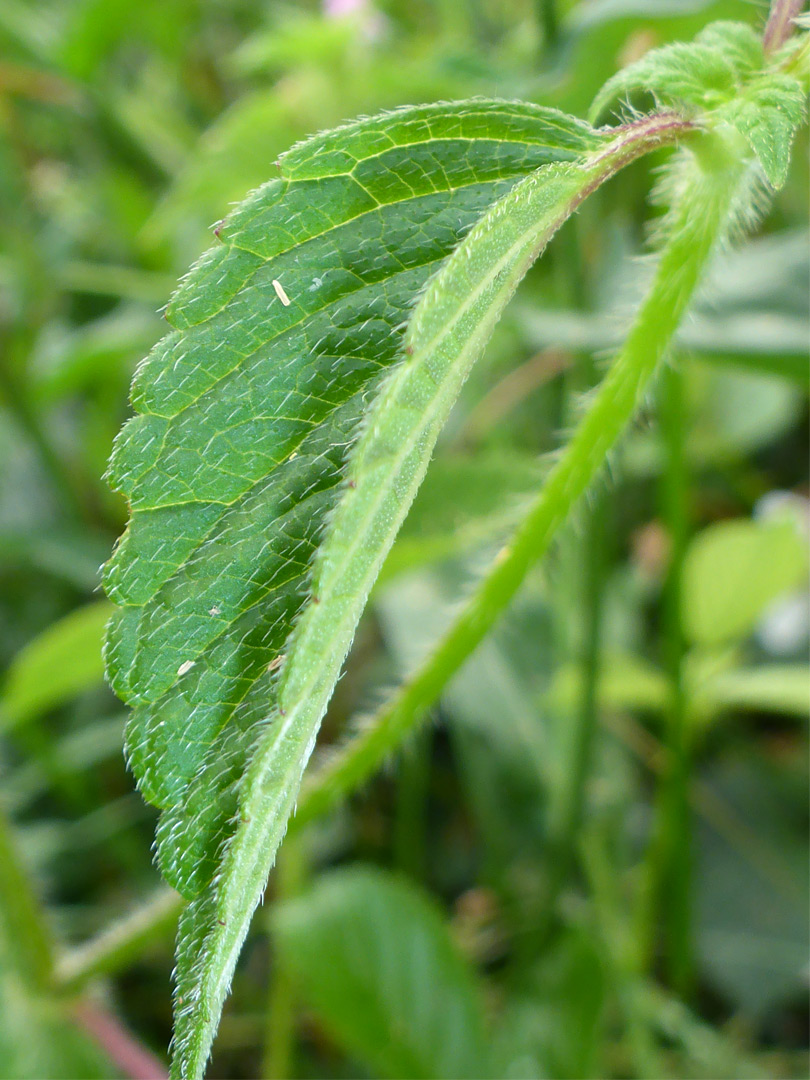 Toothed leaf