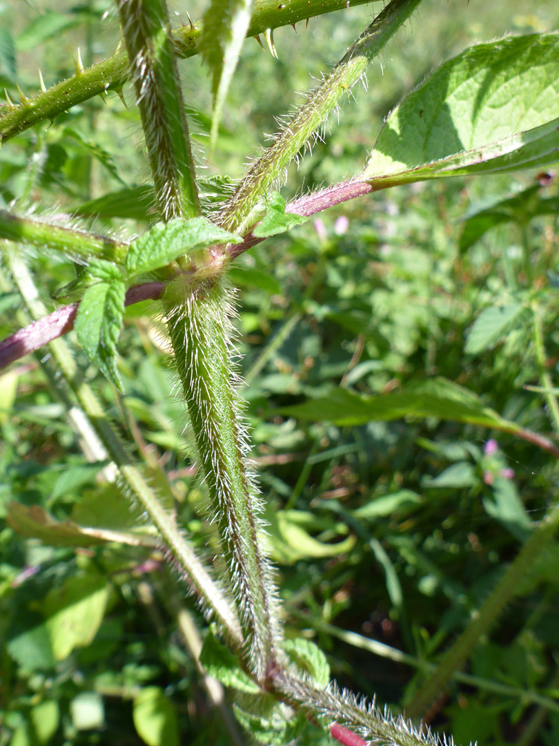 Hairy, square stem