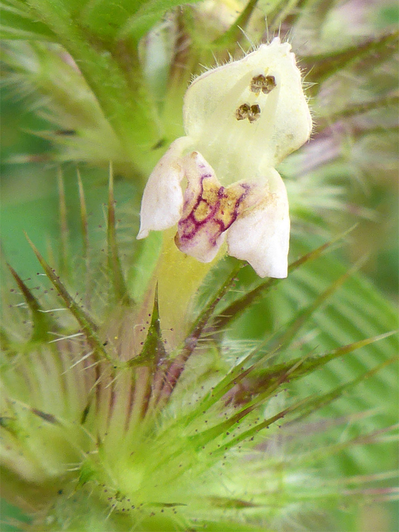 Whitish flower