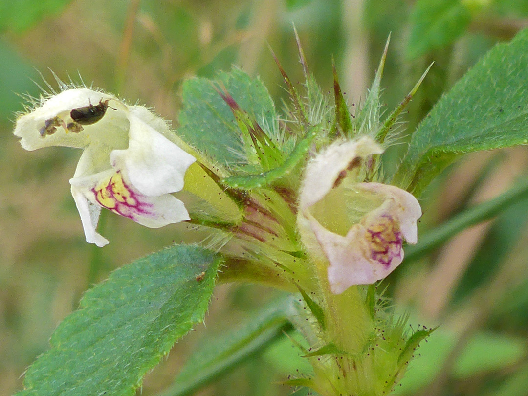 Two flowers