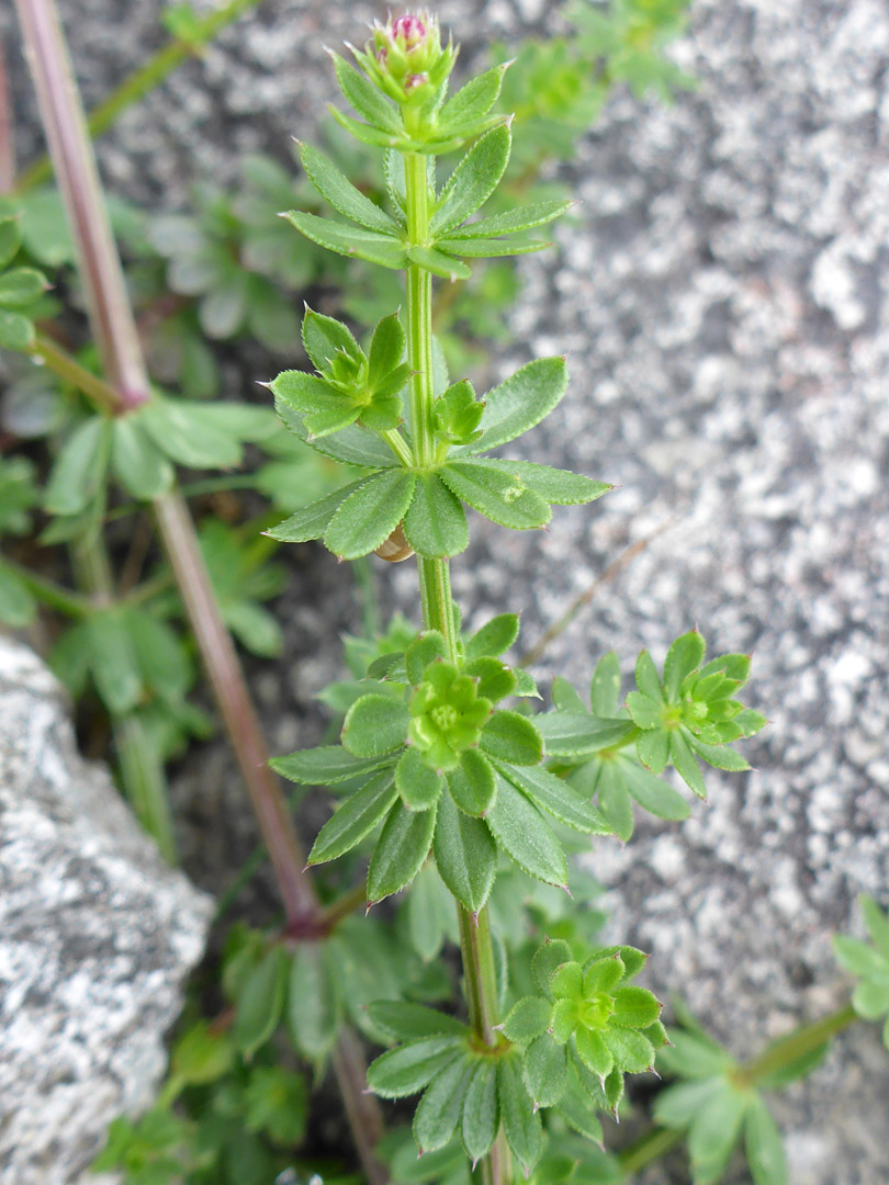 Whorled leaves