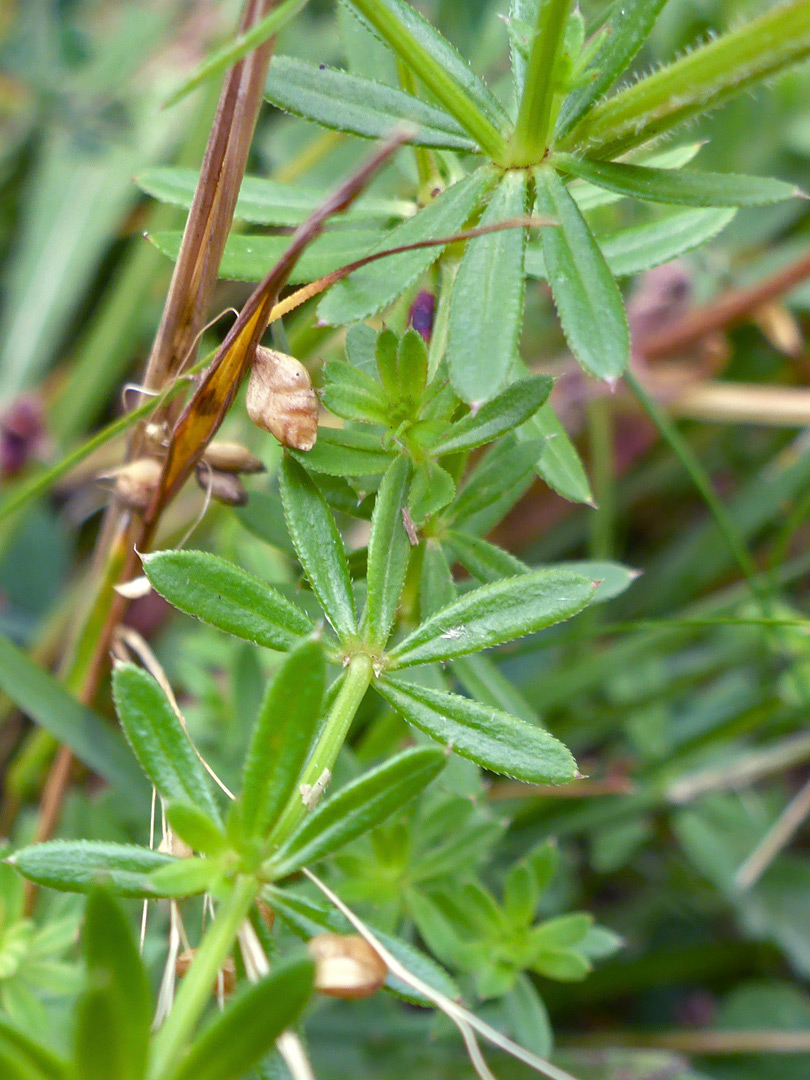 Mucronate leaves