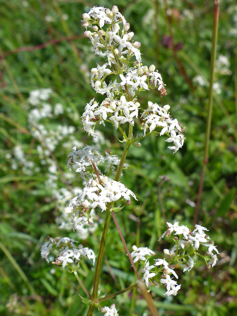 White inflorescence