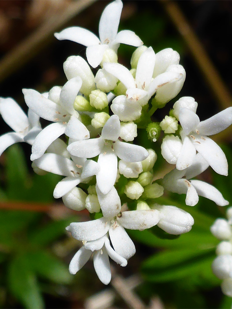 Buds and flowers