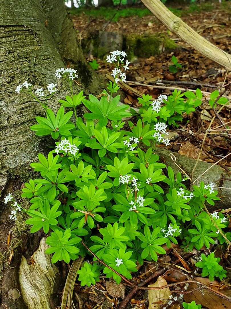 Flowers and leaves