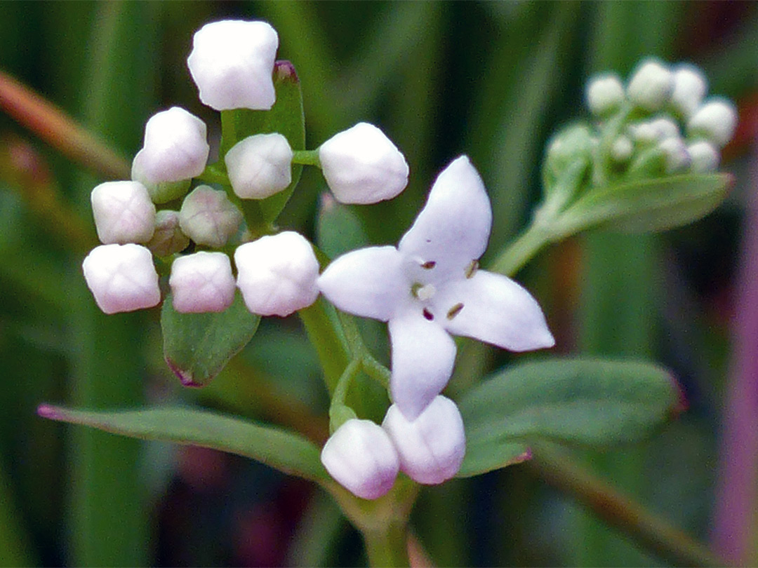 Flower and buds