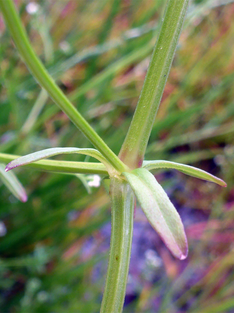 Stem and leaves