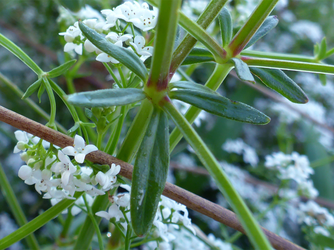 Stem and leaves