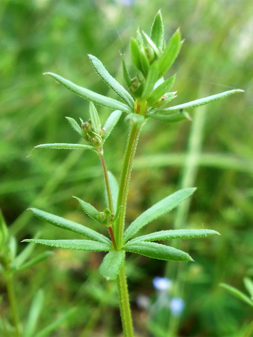 Whorled leaves