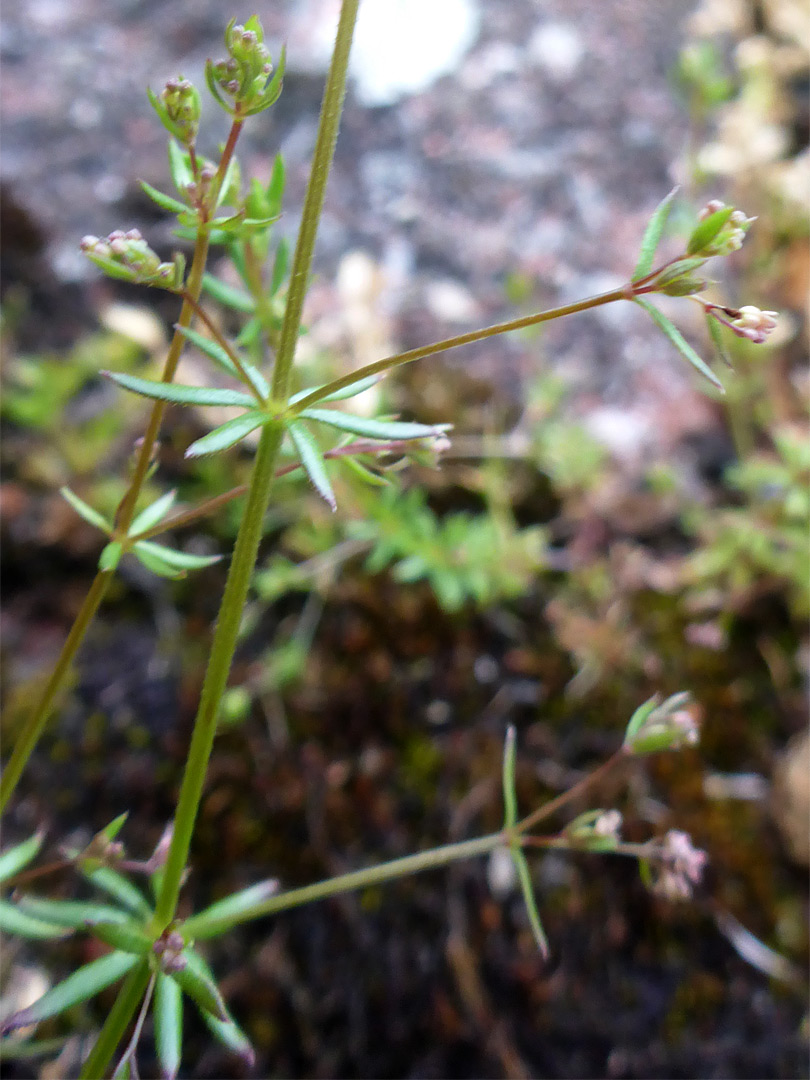 Slender stems