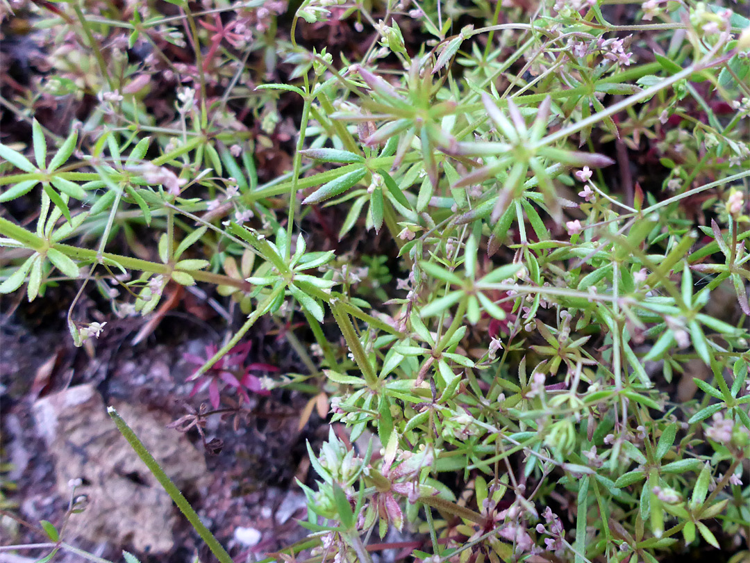 Leaves and stems