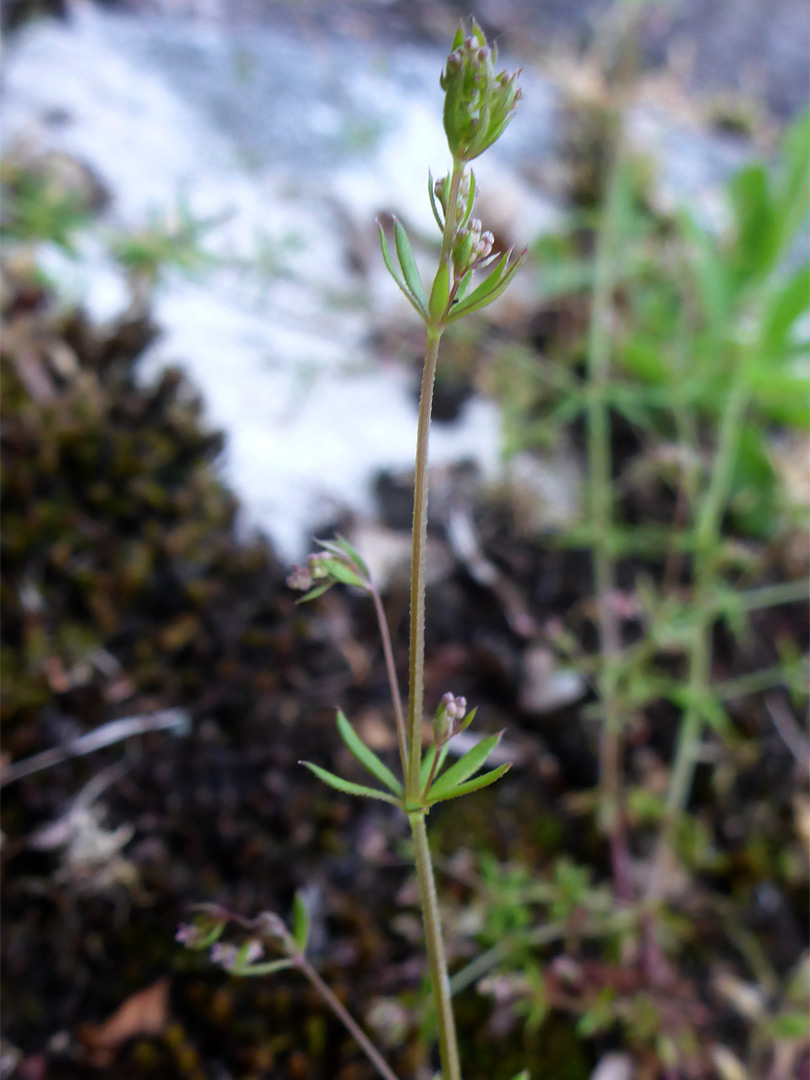 Well-separated leaves