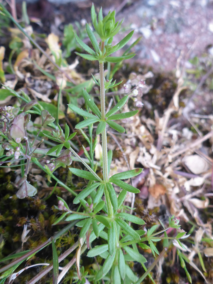 Developing flowers