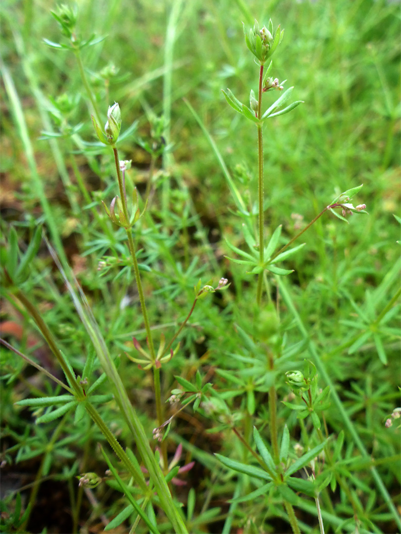 Group of stems