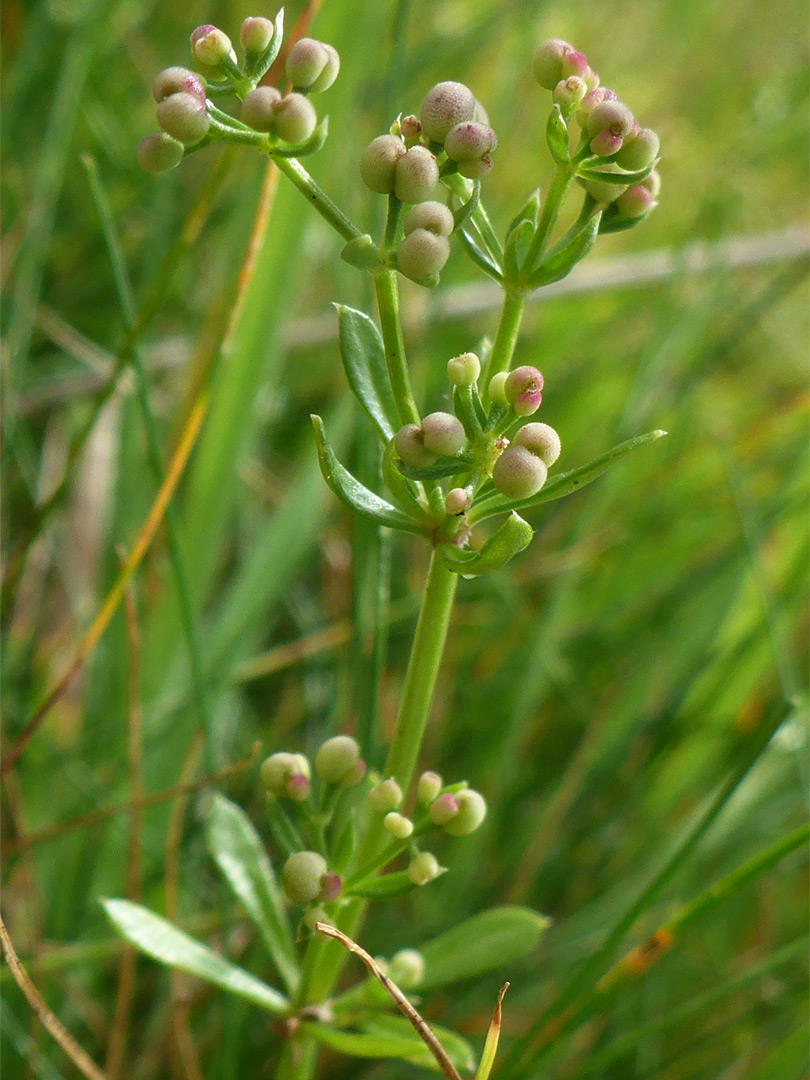 Knobbly fruits