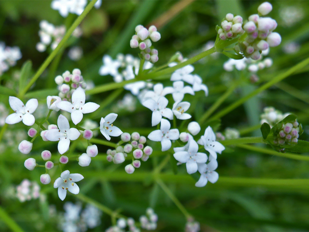 White flowers