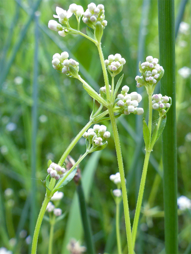 Slender stems