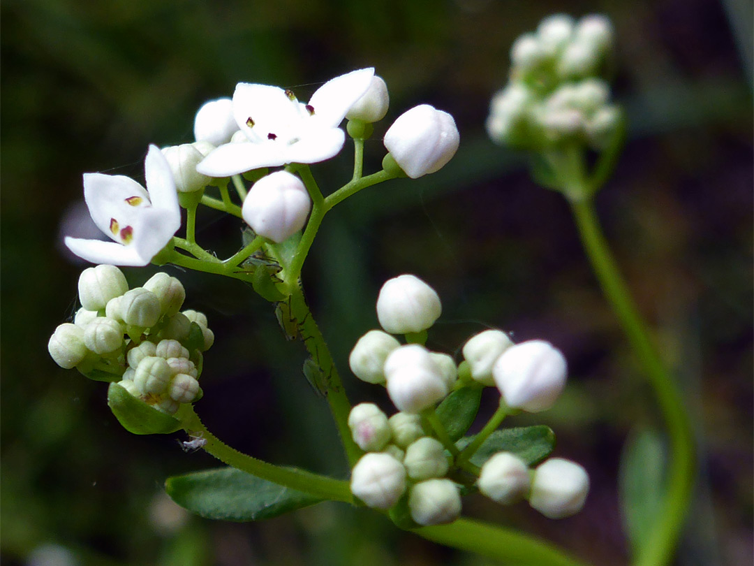 White flowers