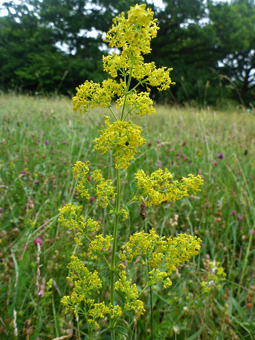 Many yellow flowers