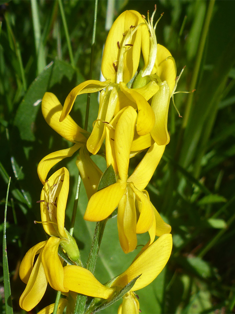 Flower cluster