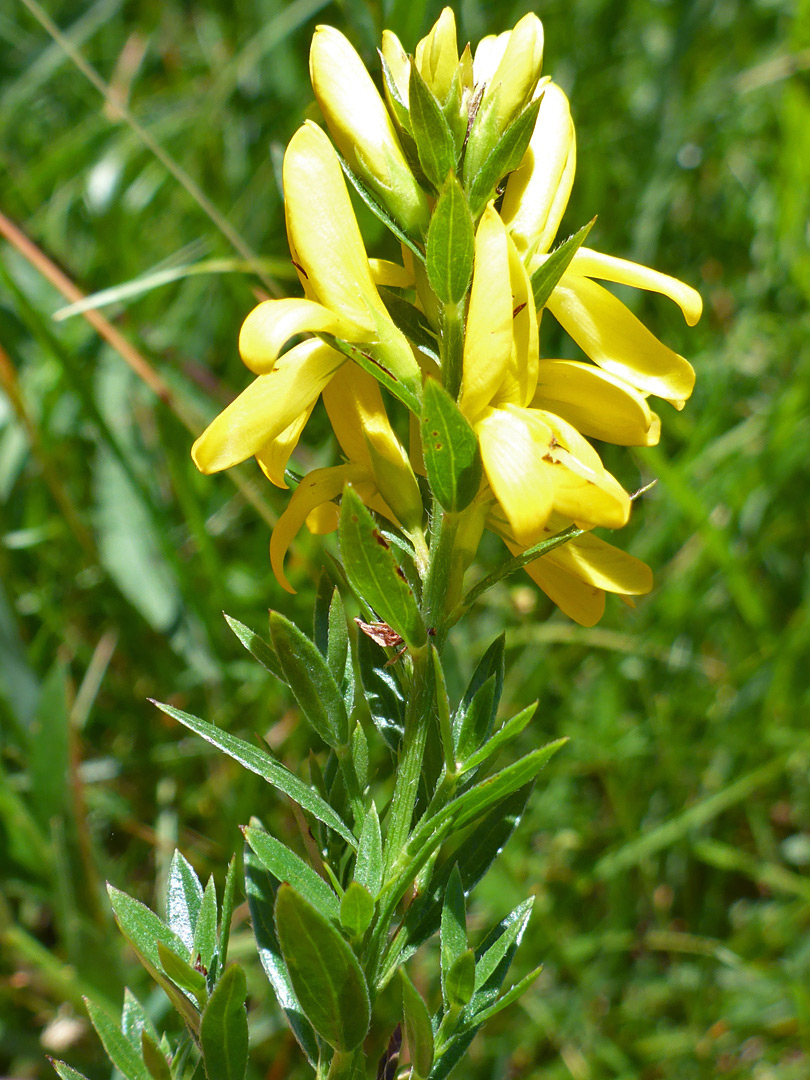 Flowers and leaves