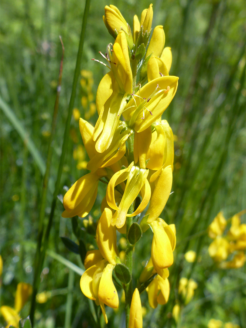 Elongated yellow flowers