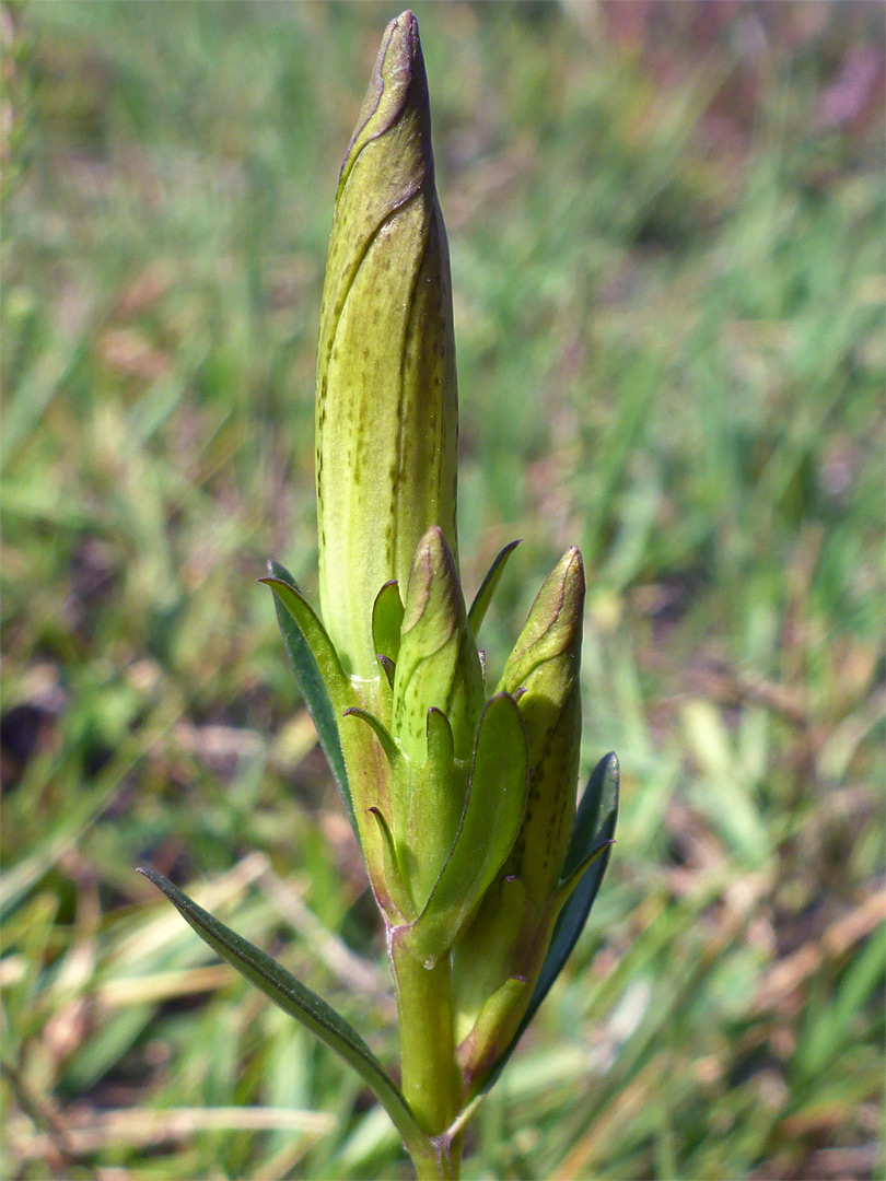 Yellow-green buds