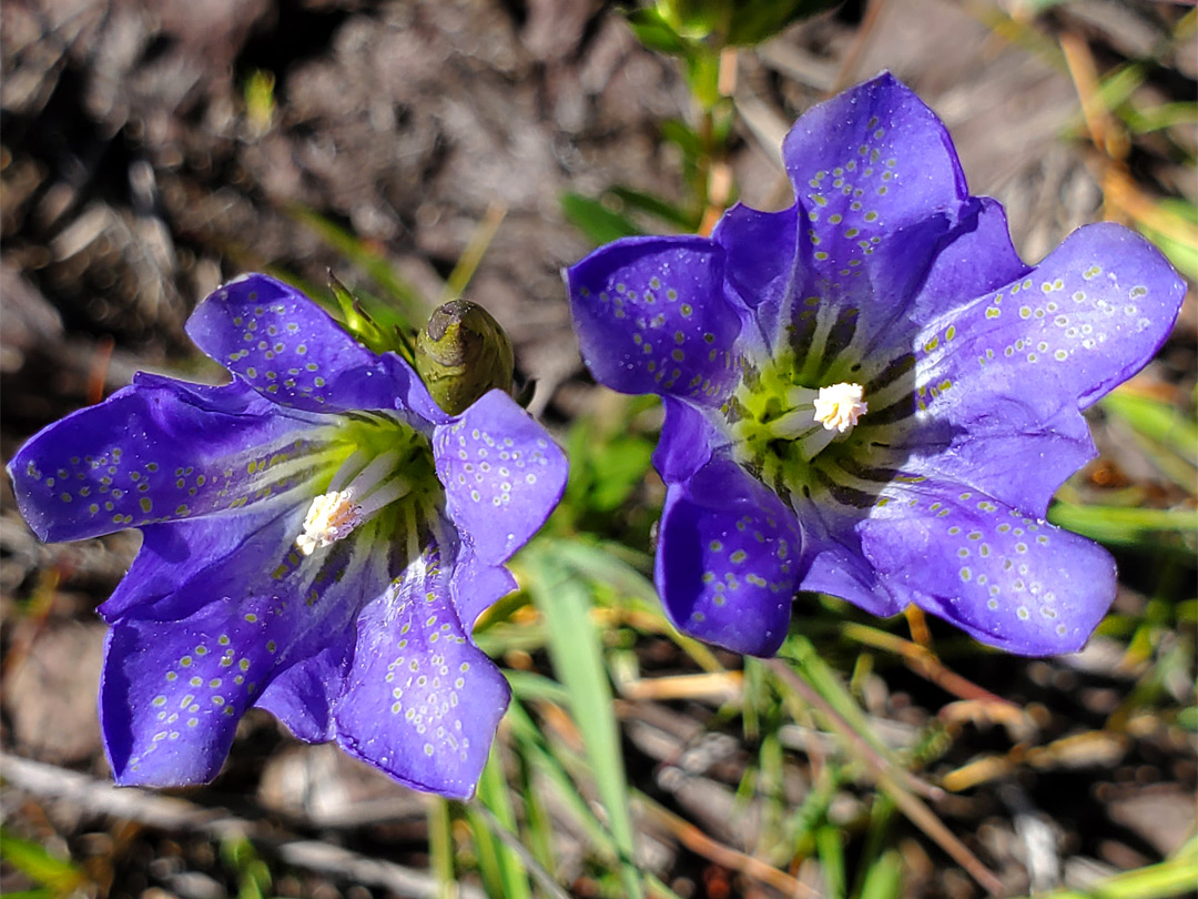 Pair of flowers