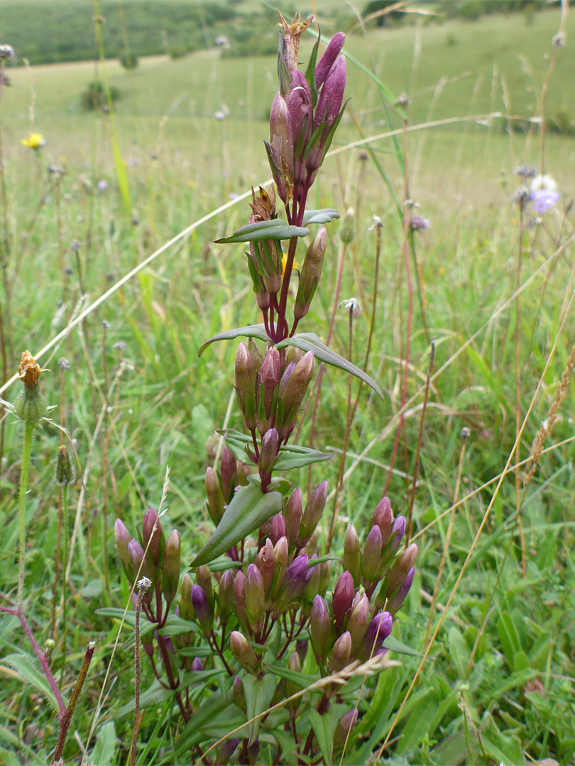 Autumn gentian