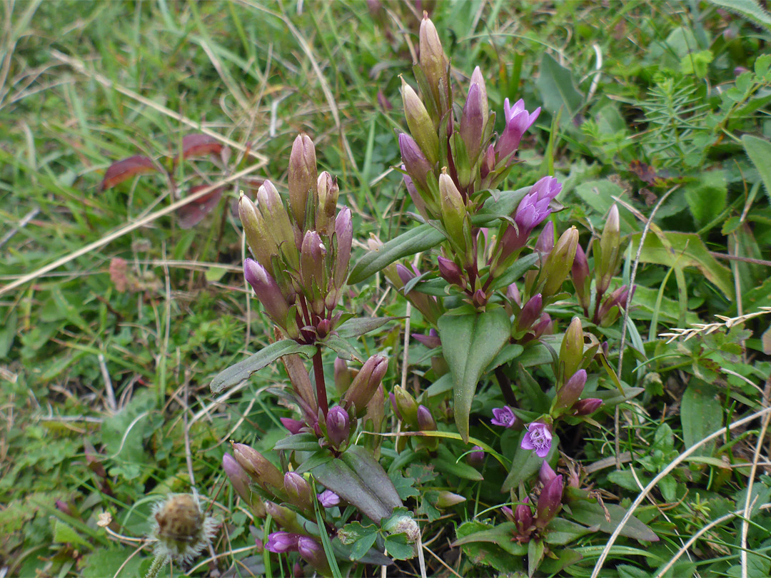 Group of plants