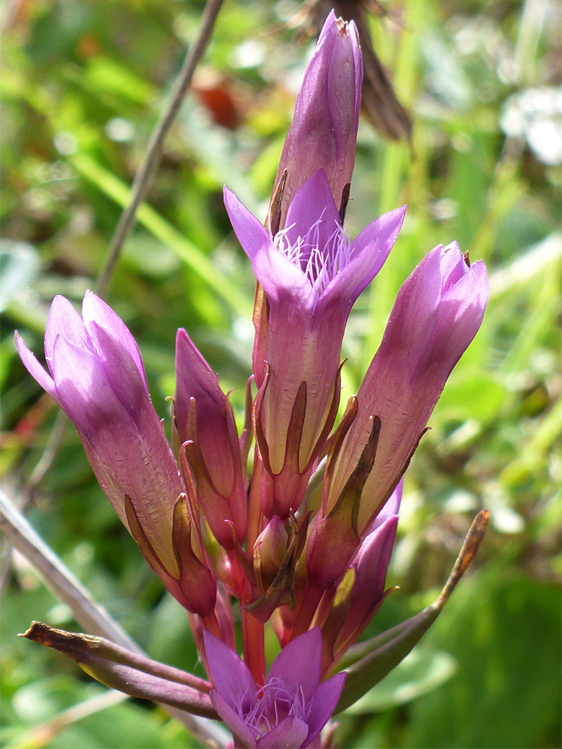 Pinkish calyces and corollas