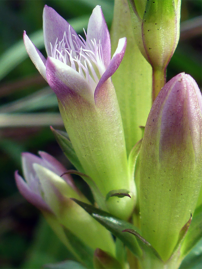 Pale-coloured flowers