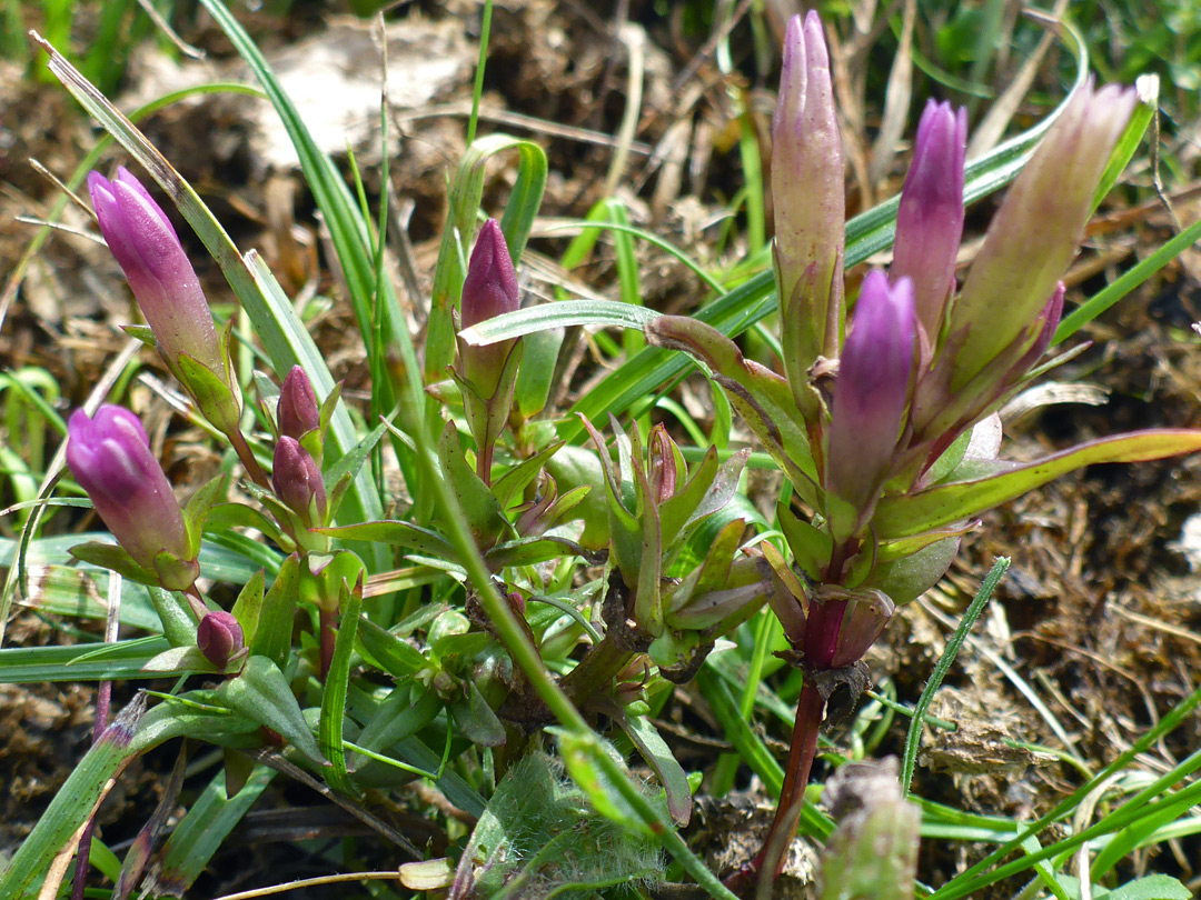 Leaves and buds