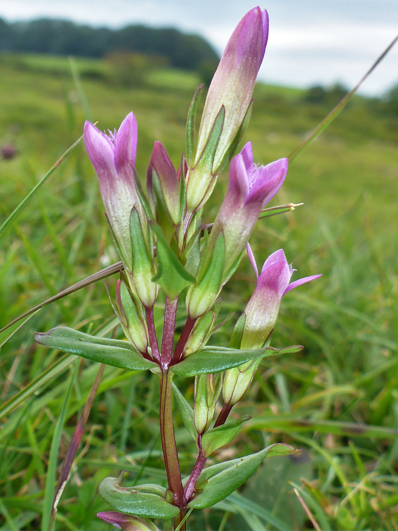 Flowering stem