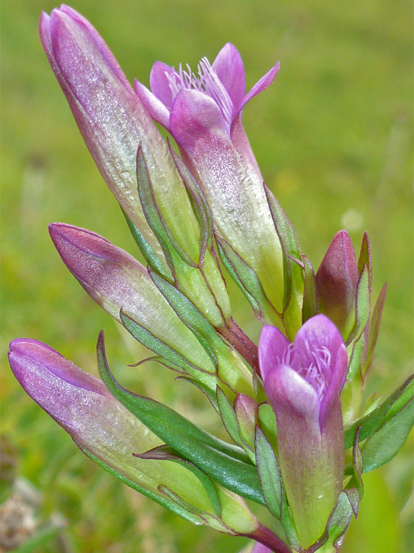 Buds and flowers