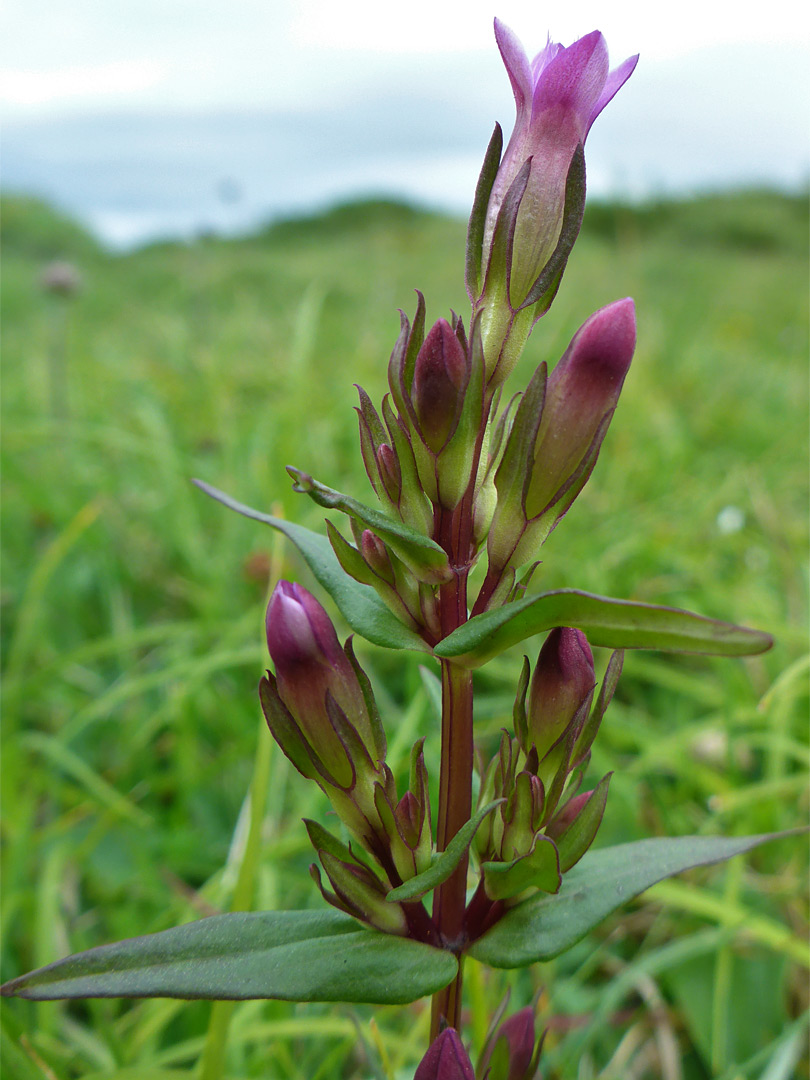 Large and small buds