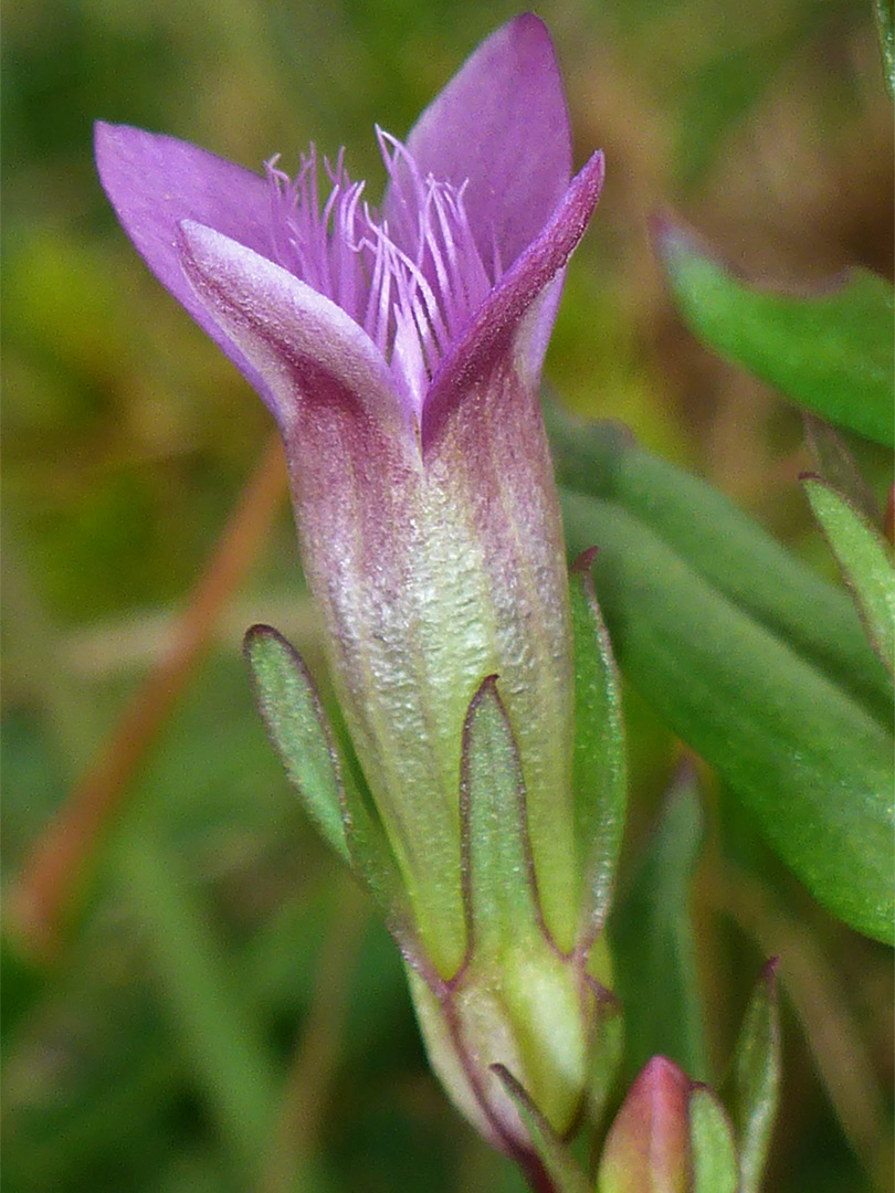 Single flower