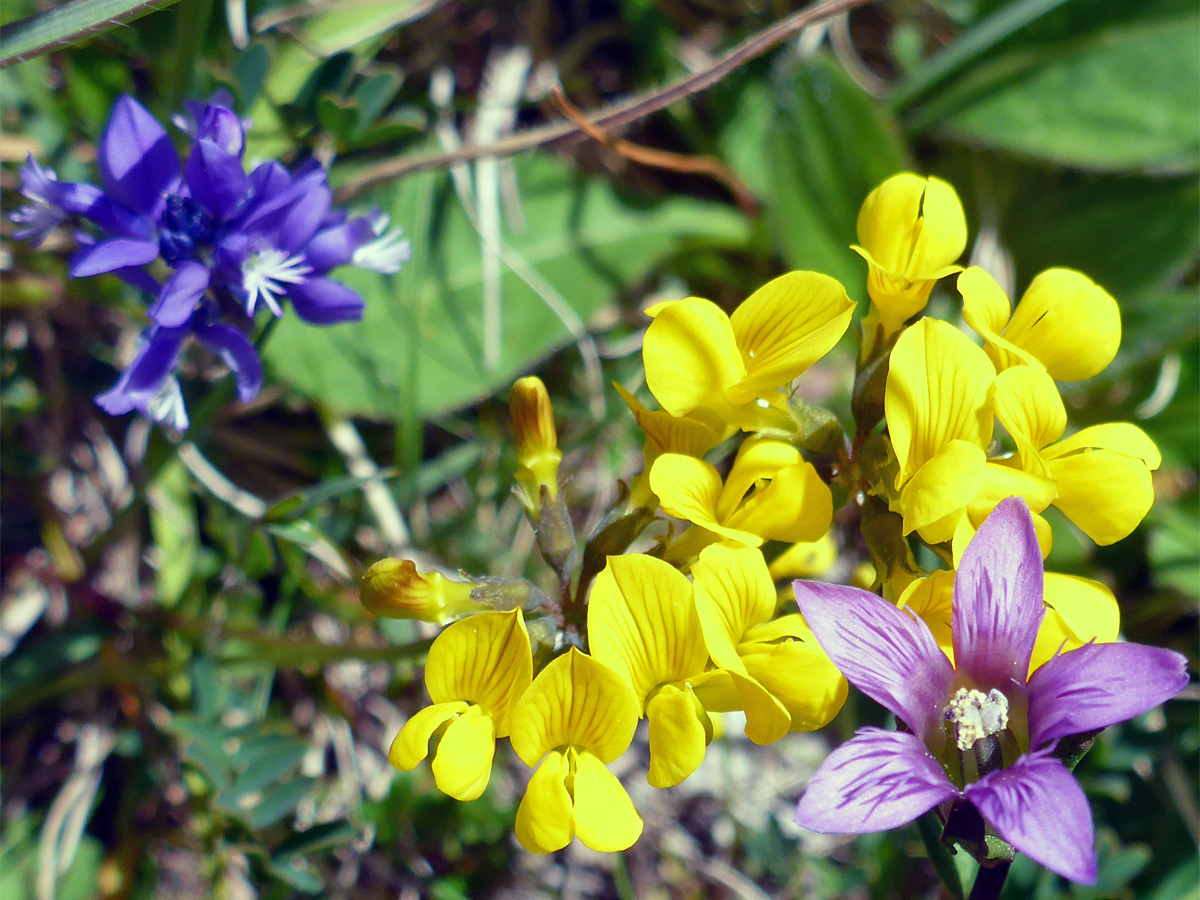 Gentian, vetch and milkwort