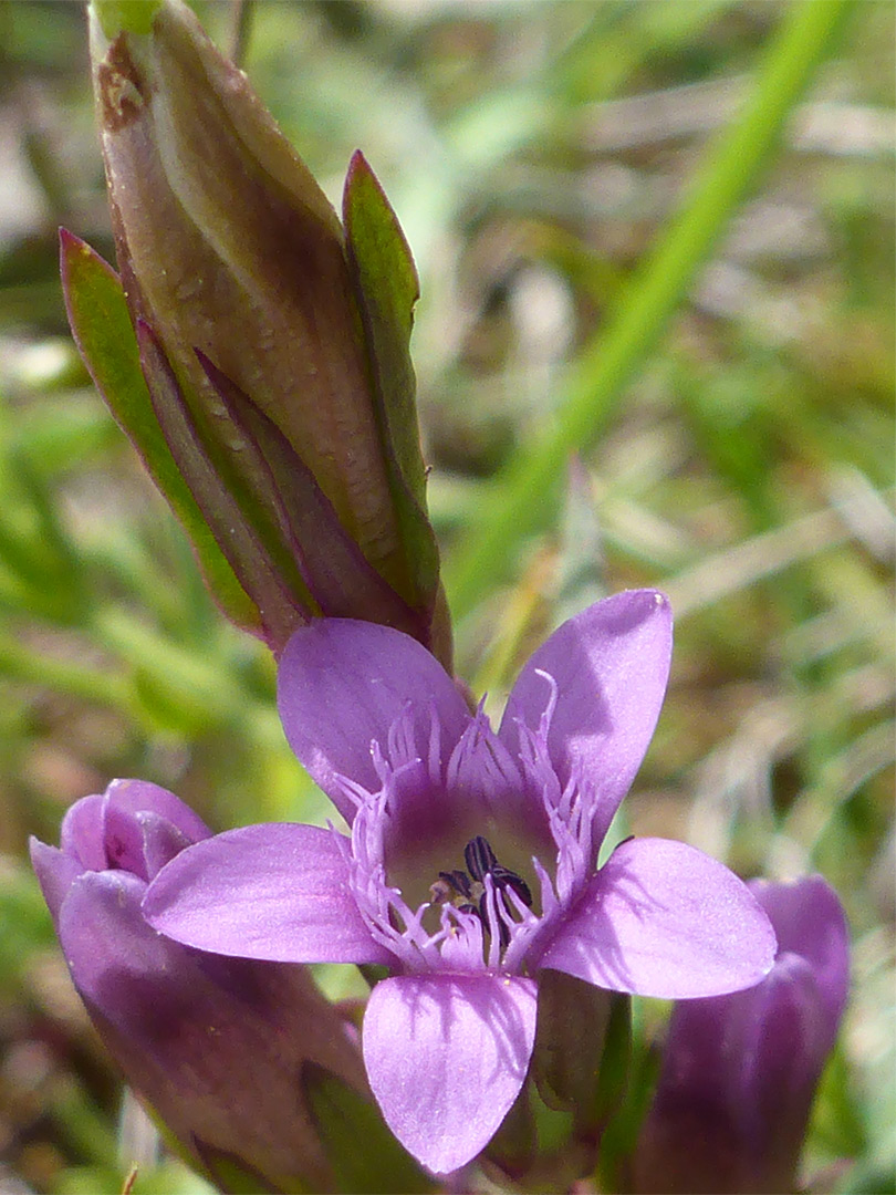 Basally fringed petals