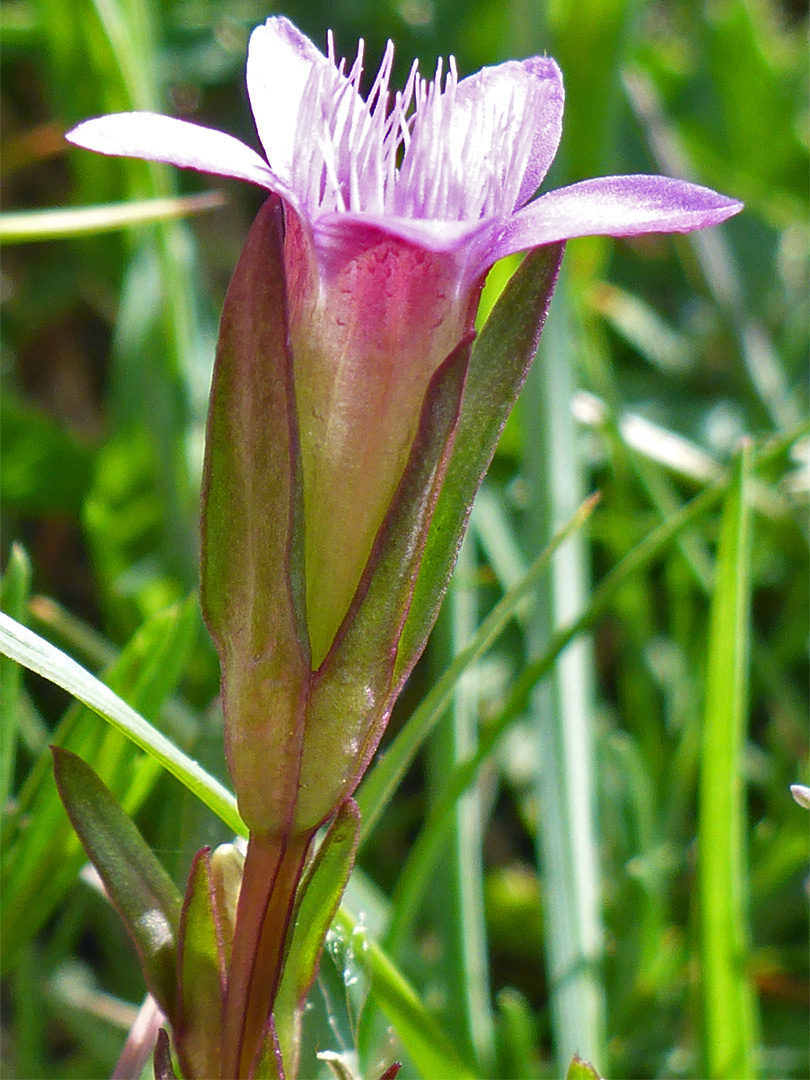 Pointed sepals